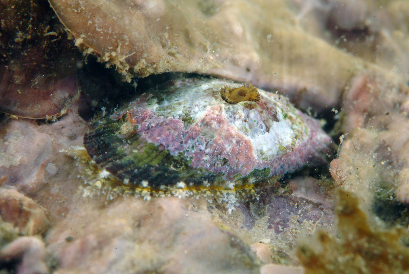 Diodora sp.